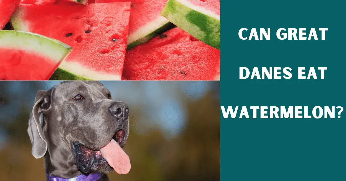 can great danes eat watermelon