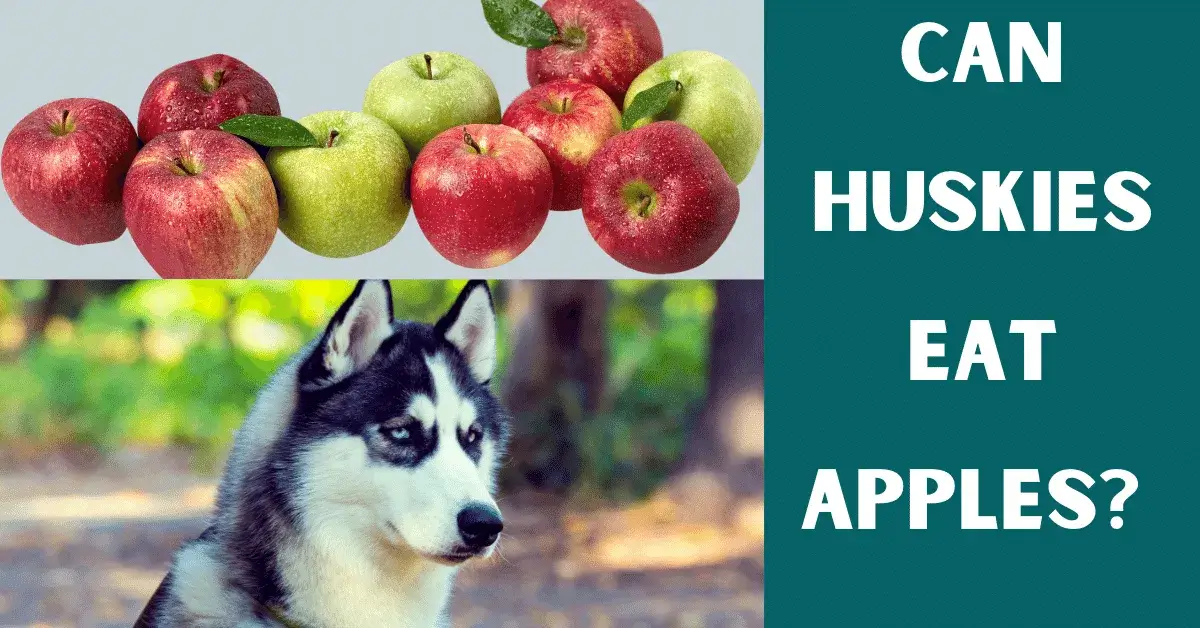 can huskies eat apples