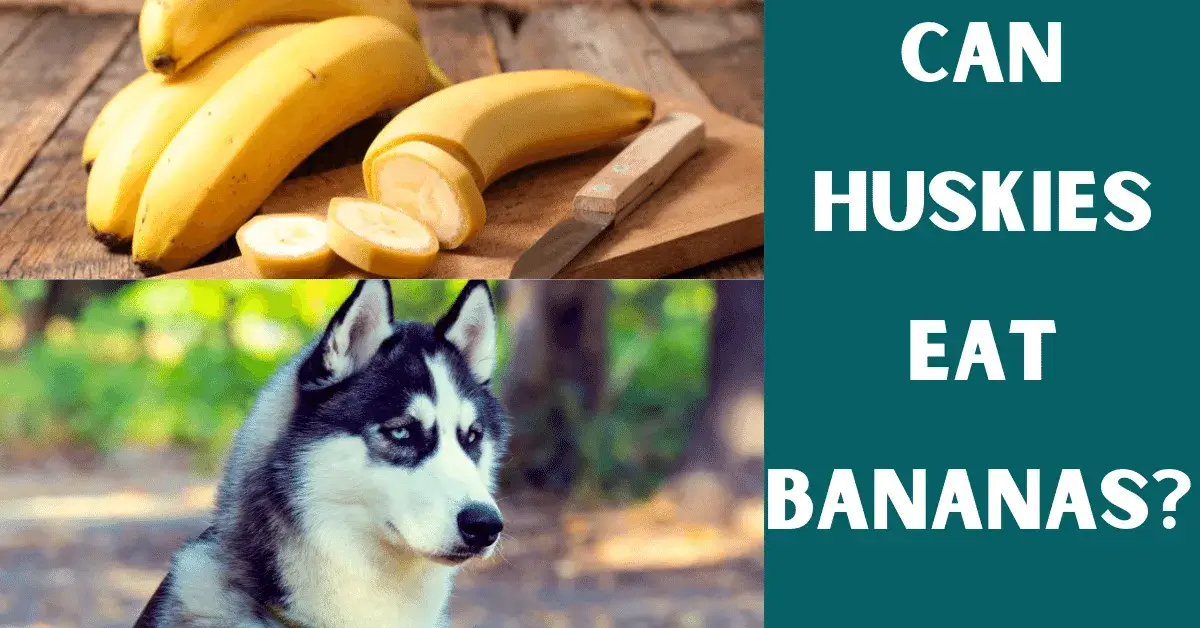 can huskies eat bananas