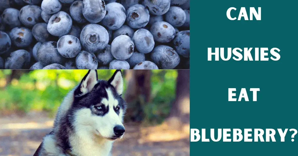 Can Siberian Huskies Eat Blueberries? Vet Advises