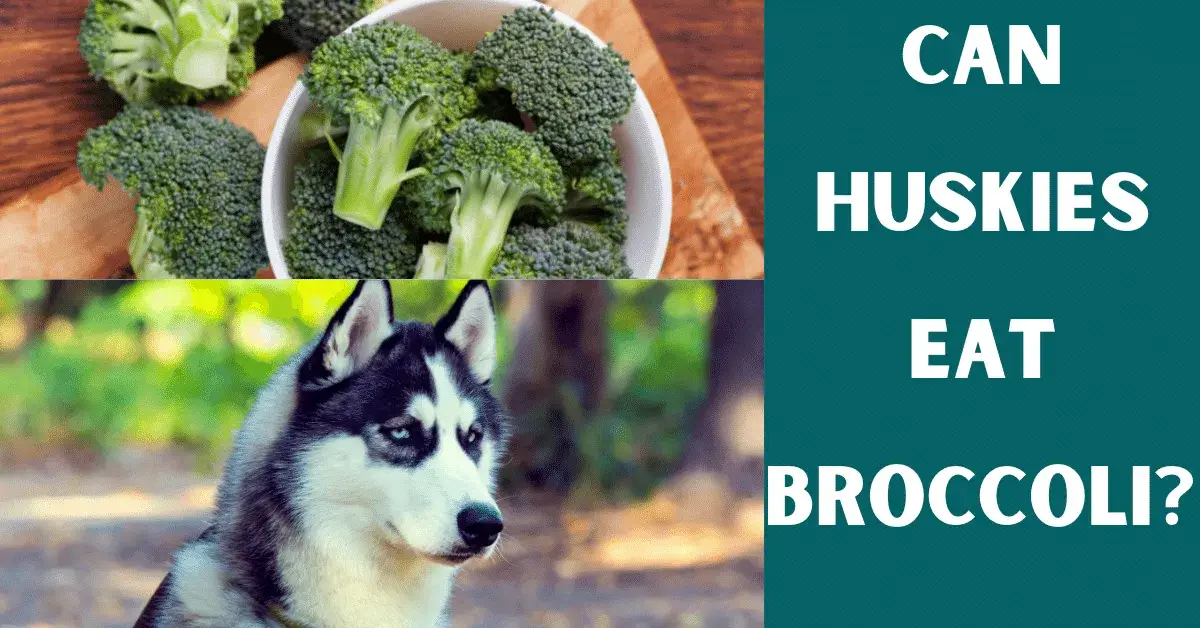 can huskies eat broccoli