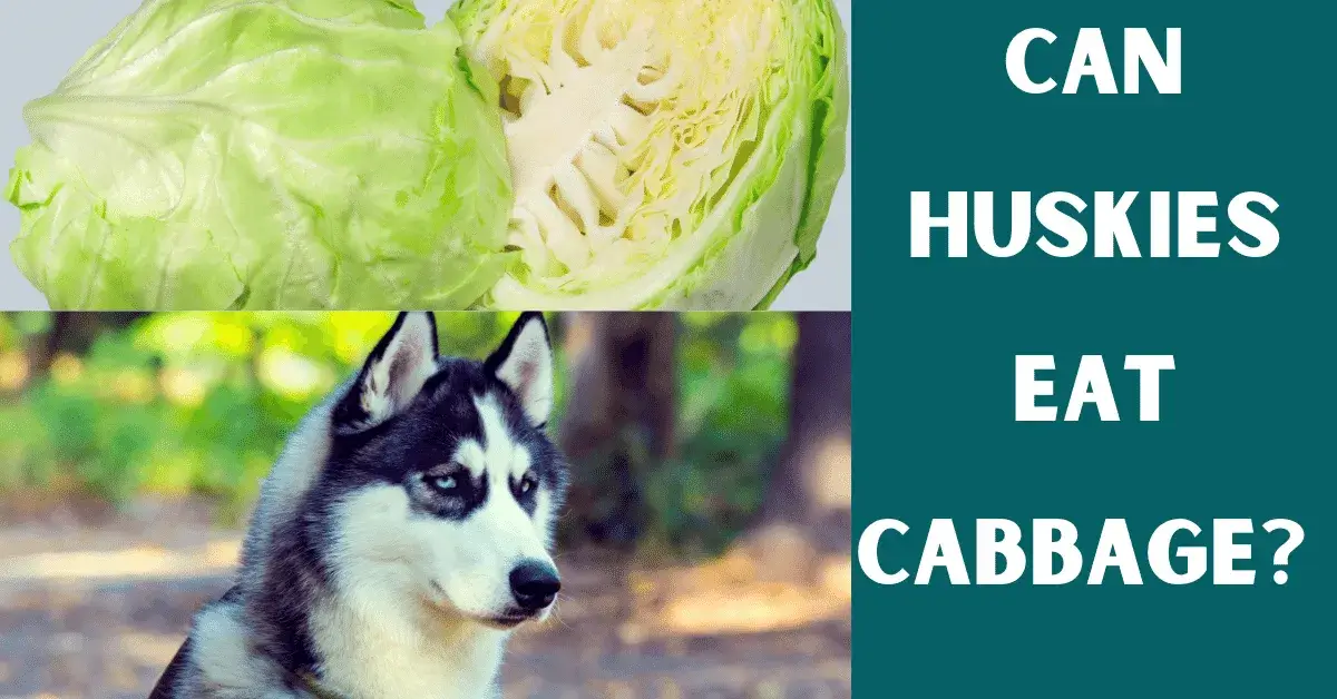 can huskies eat cabbage