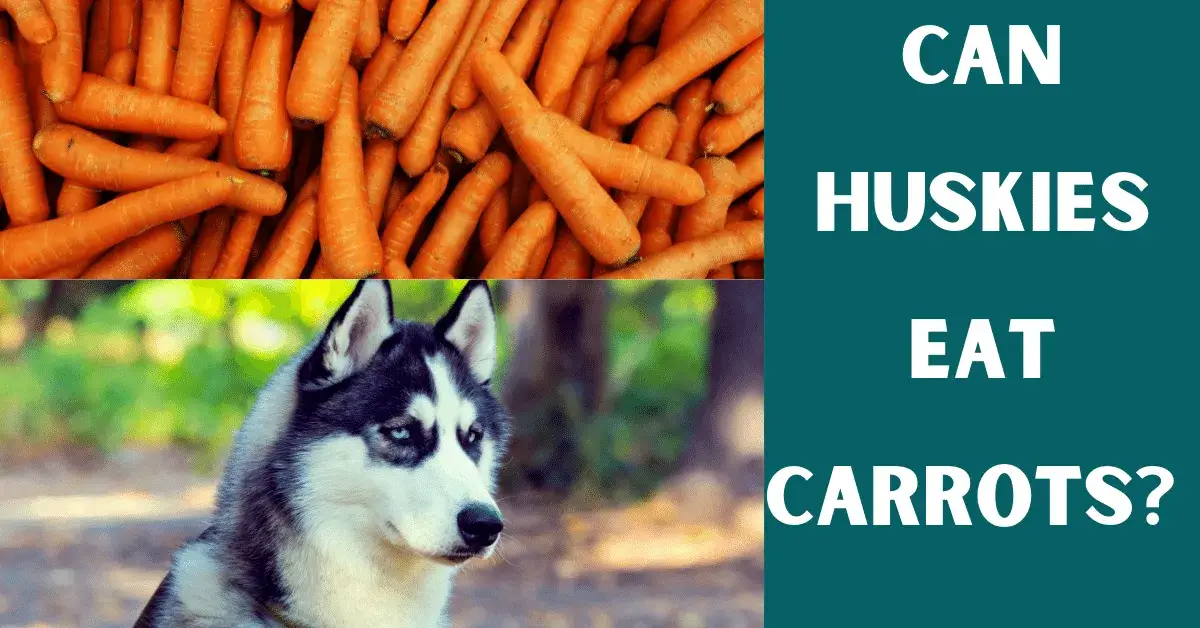 can huskies eat carrots