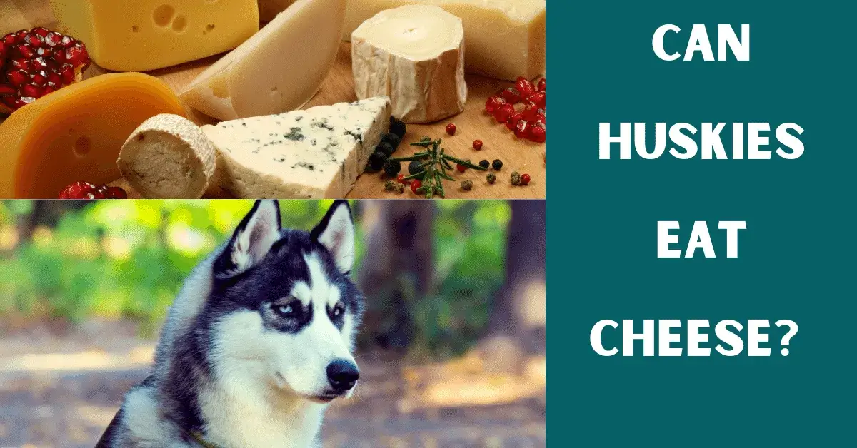 can huskies eat cheese