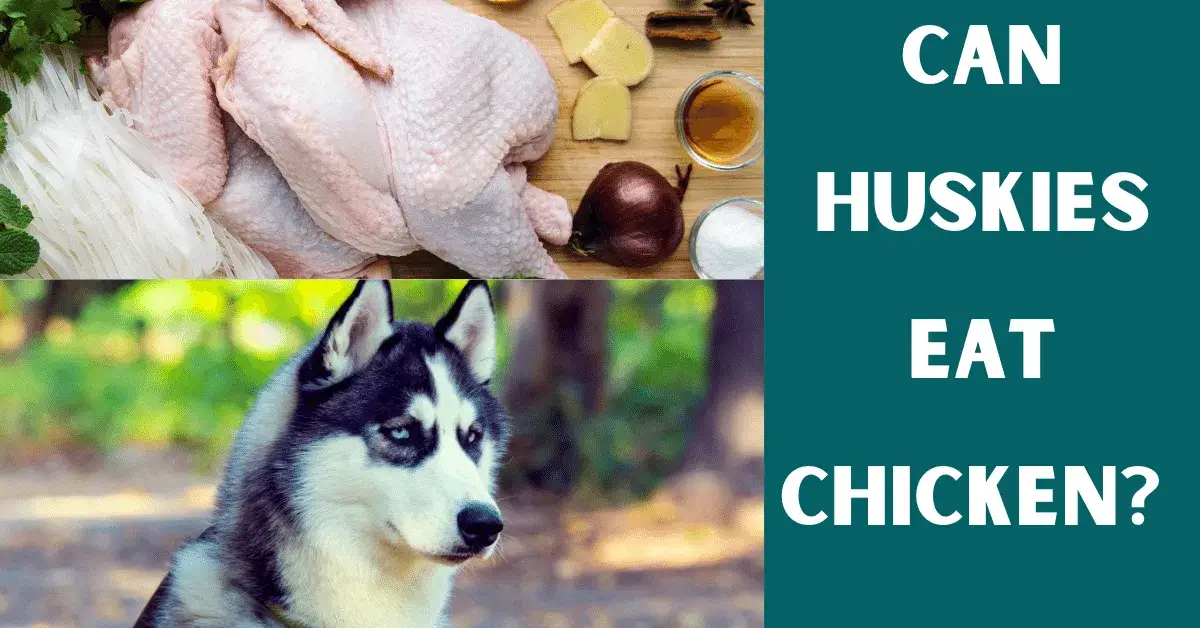 can huskies eat chicken