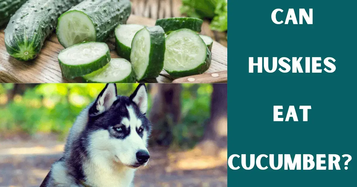 an huskies eat cucumber