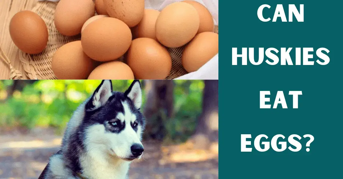 can huskies eat eggs