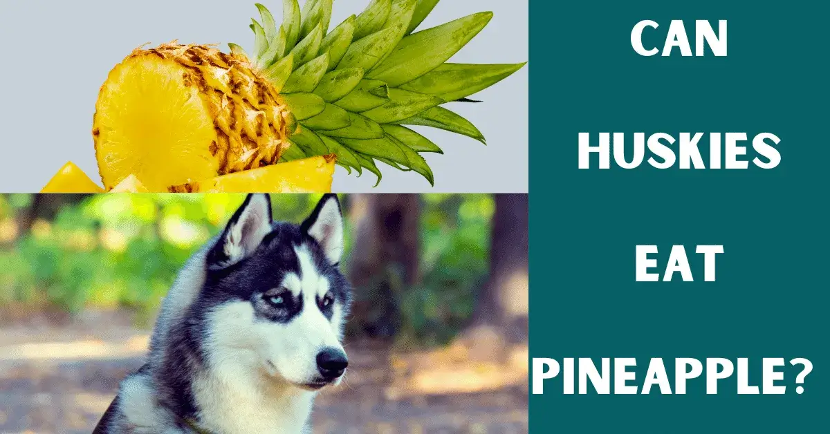 can huskies eat pineapple