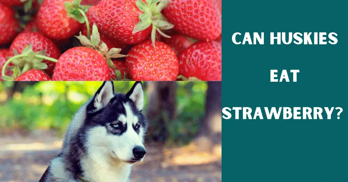 can huskies eat strawberry