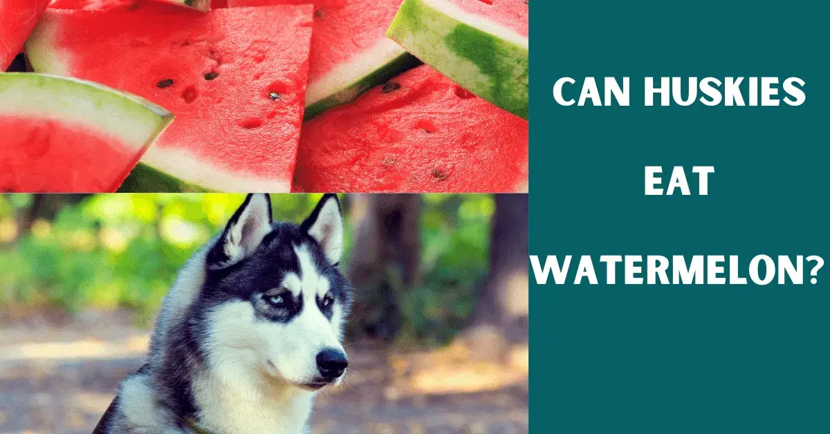 can huskies eat watermelon