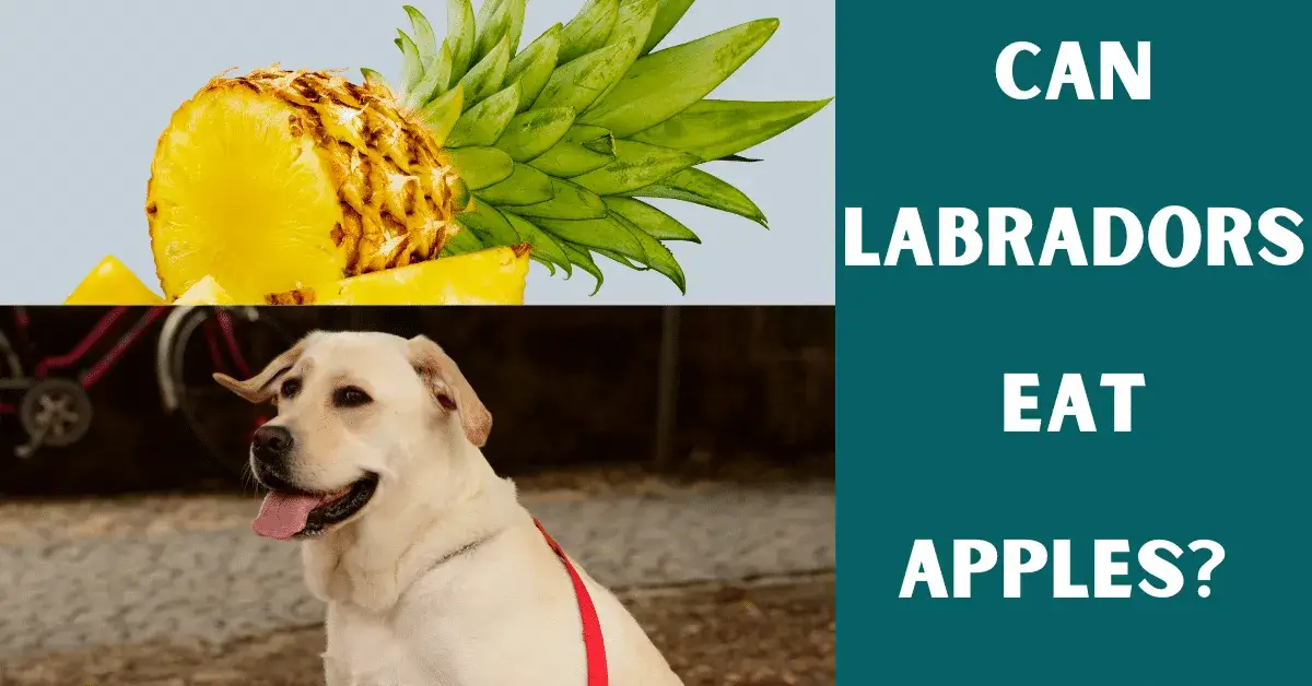 can labs eat apples