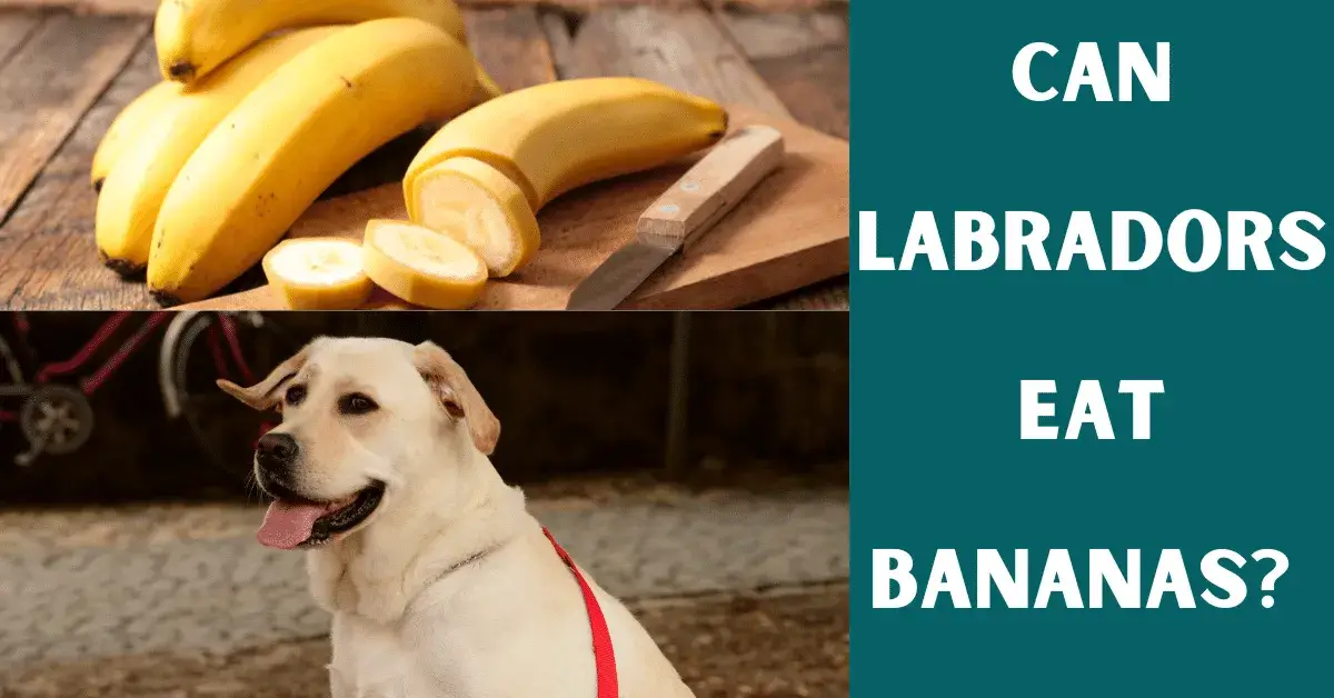 can labs eat bananas