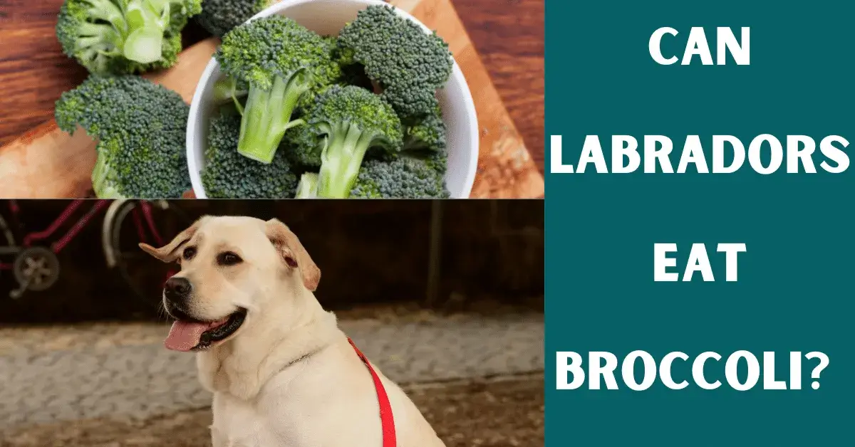 can labs eat broccoli