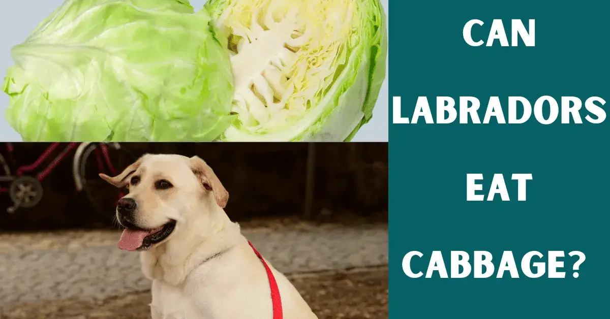 can labs eat cabbage