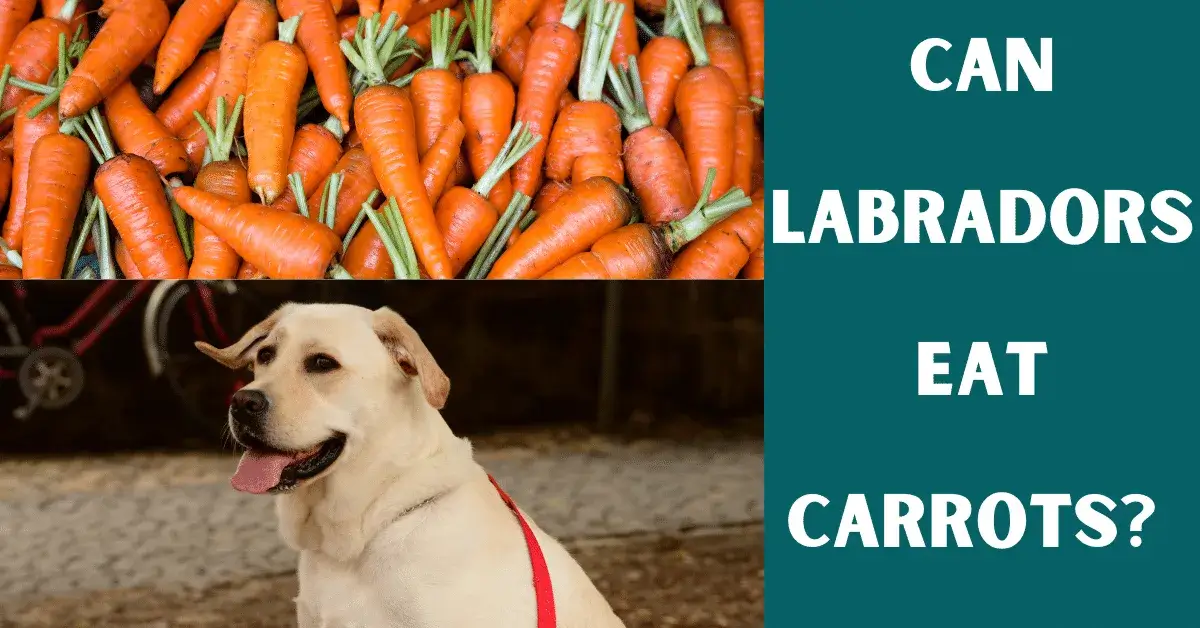 can labs eat carrots