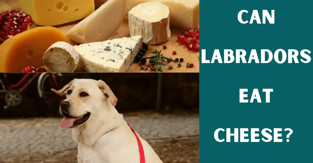 can labs eat cheese