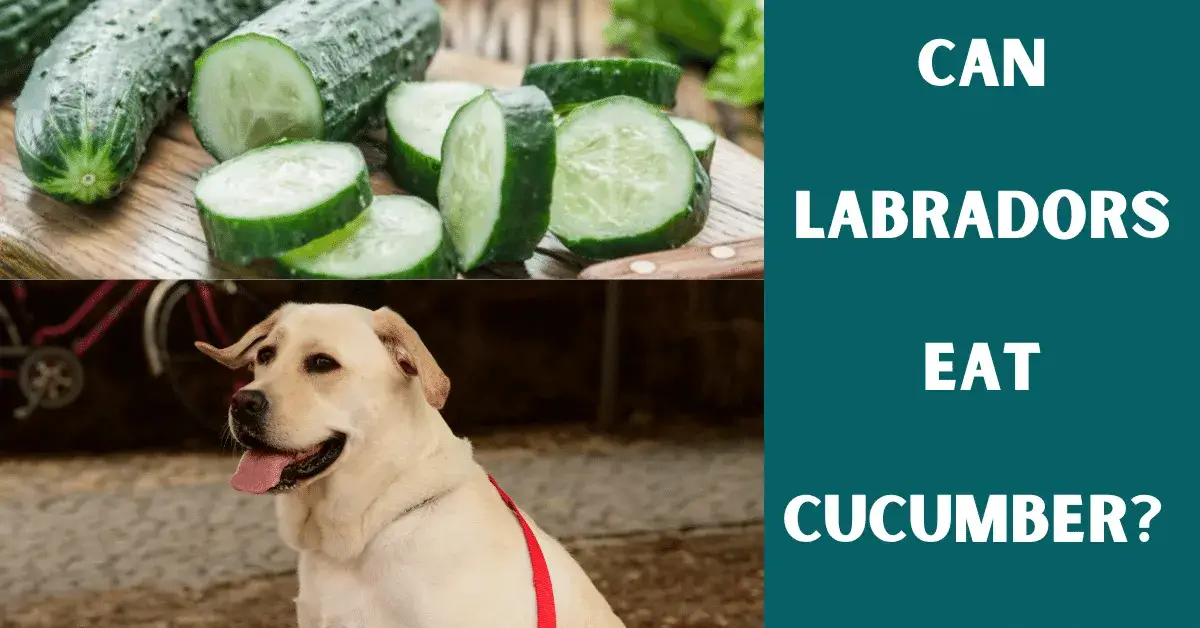 can labs eat cucumber