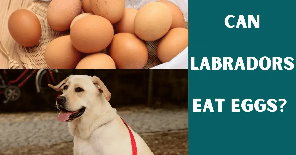 can labs eat eggs