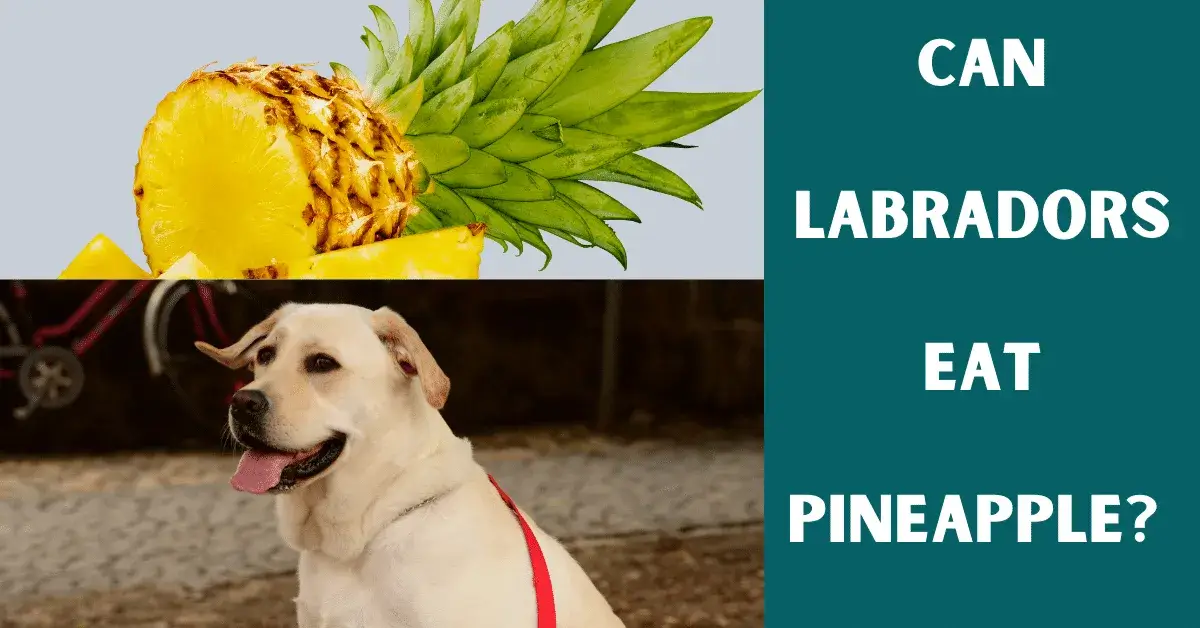 can labs eat pineapple