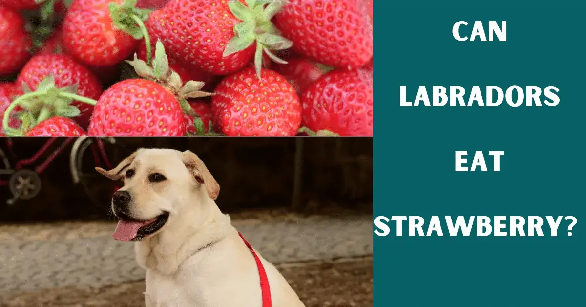 can labs eat strawberry