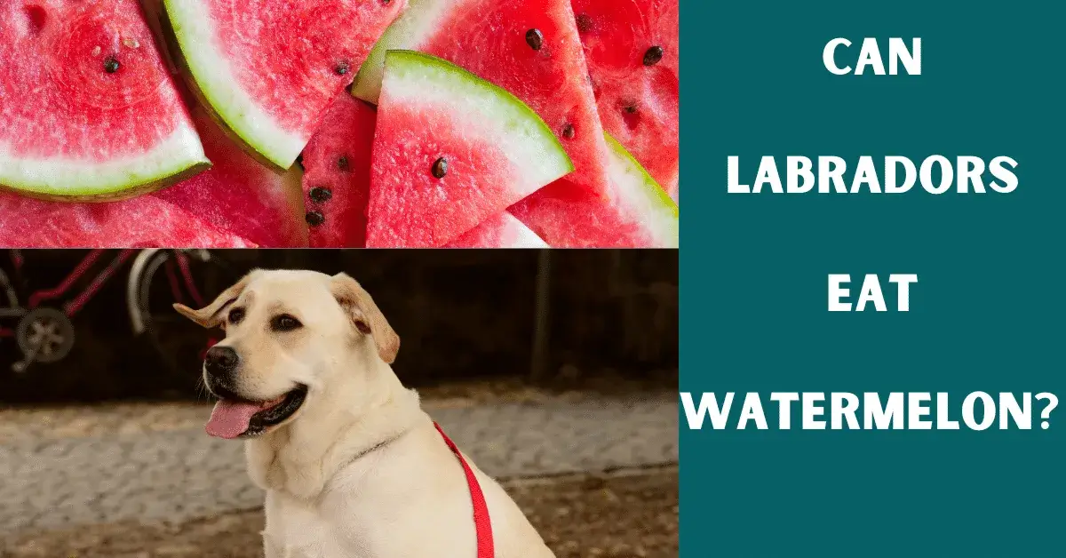 can labs eat watermelon