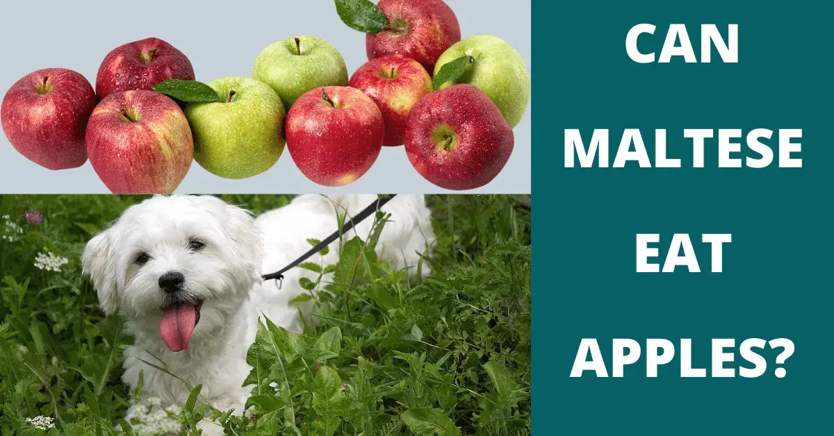 can maltese eat apples