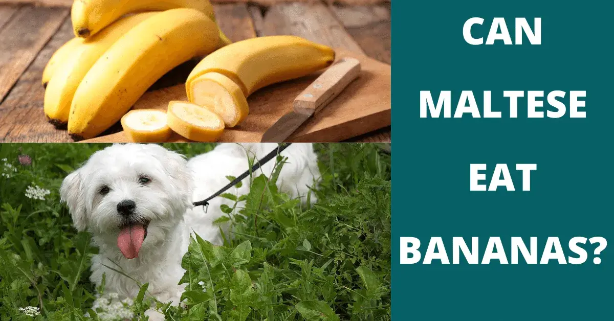 can maltese eat bananas