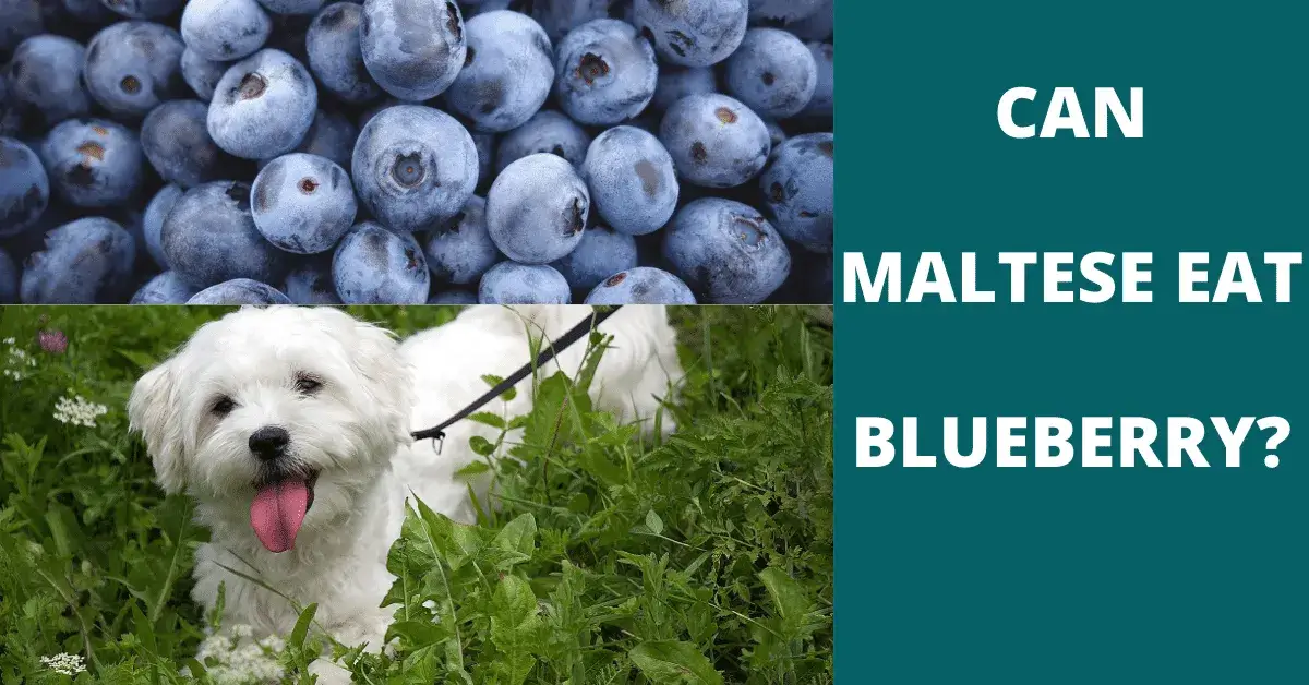 can maltese eat blueberry