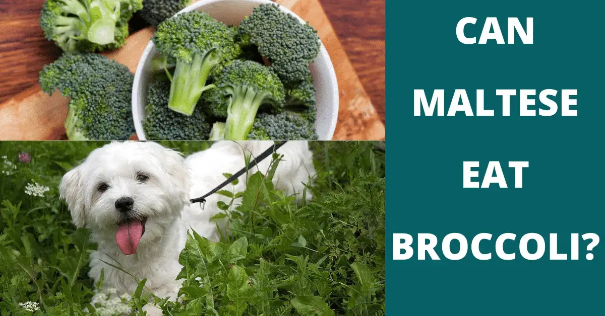 can maltese eat broccoli