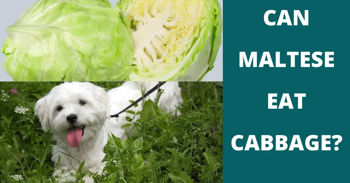 can maltese eat cabbage