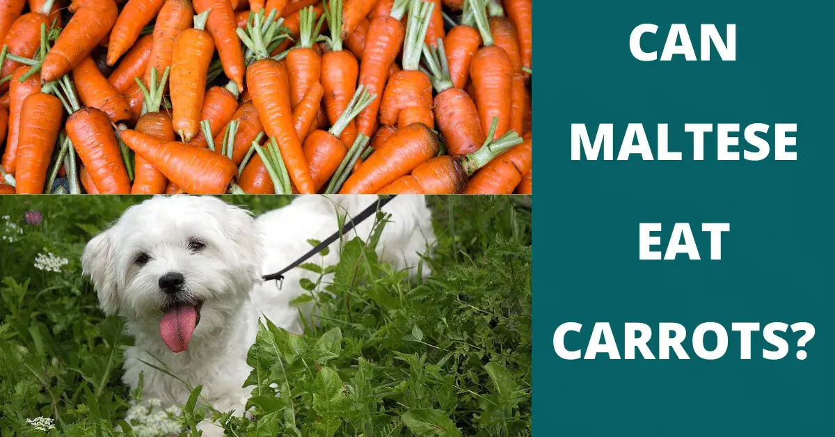 can maltese eat carrots