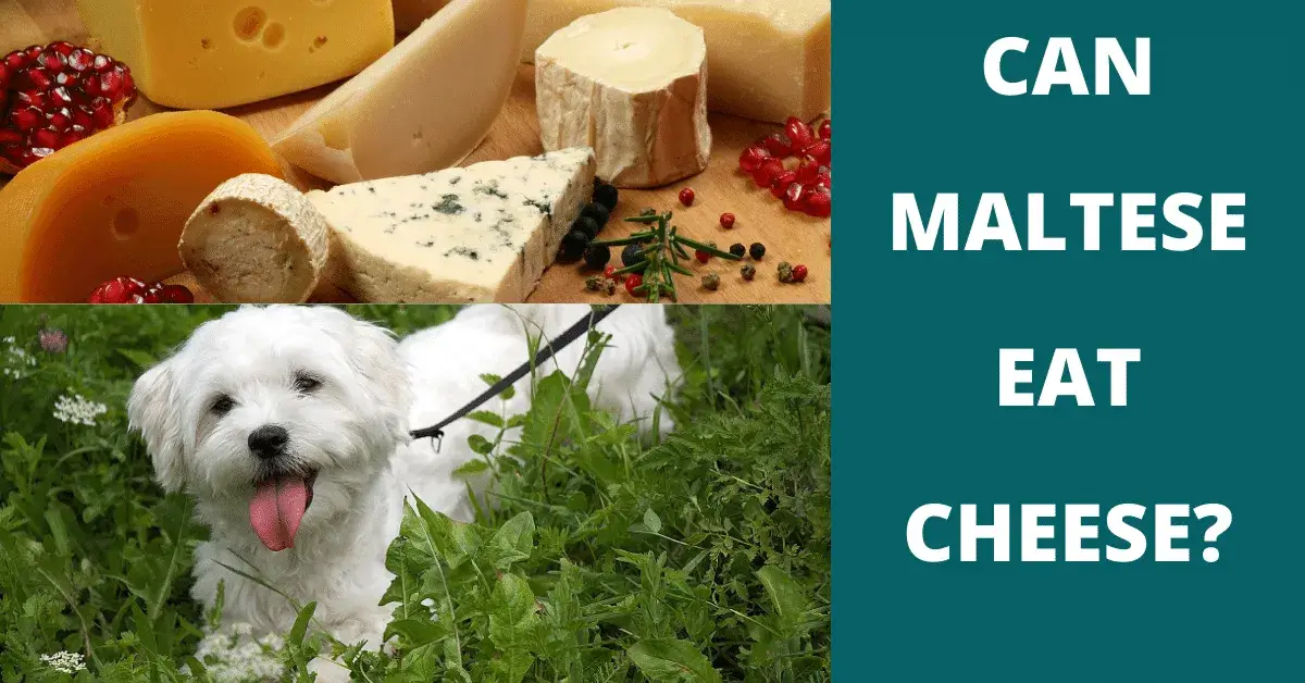 can maltese eat cheese