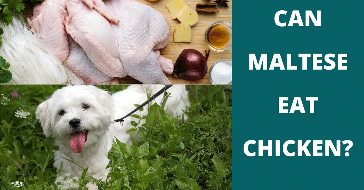 can maltese eat chicken