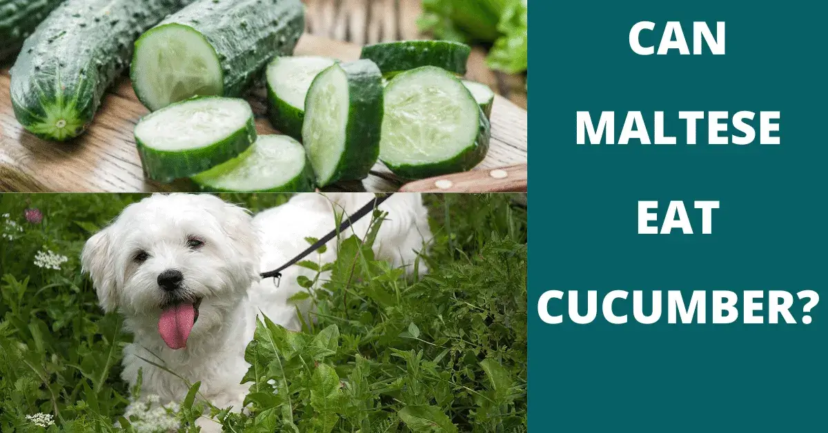 can maltese eat cucumber