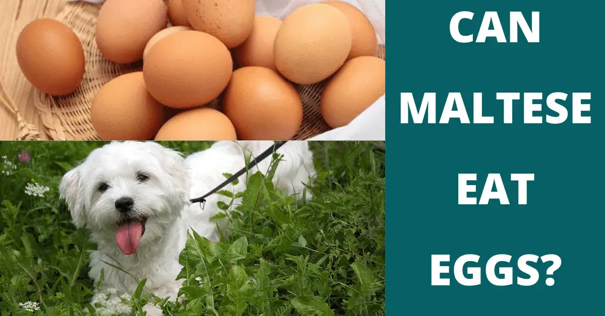 can maltese eat eggs