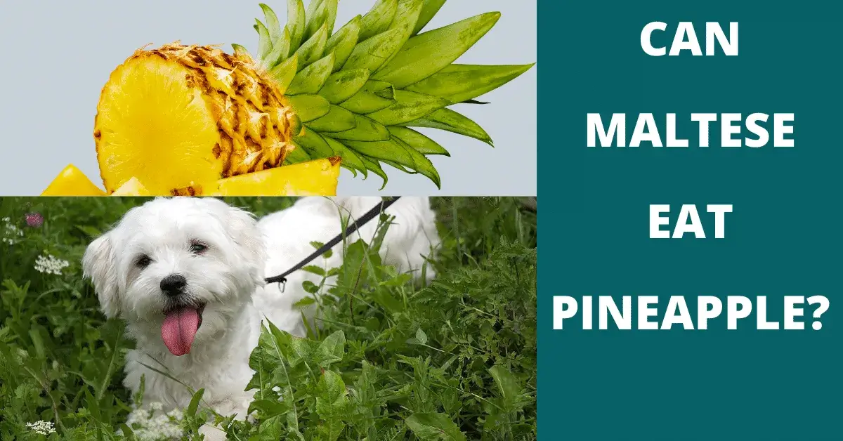 can maltese eat pineapple