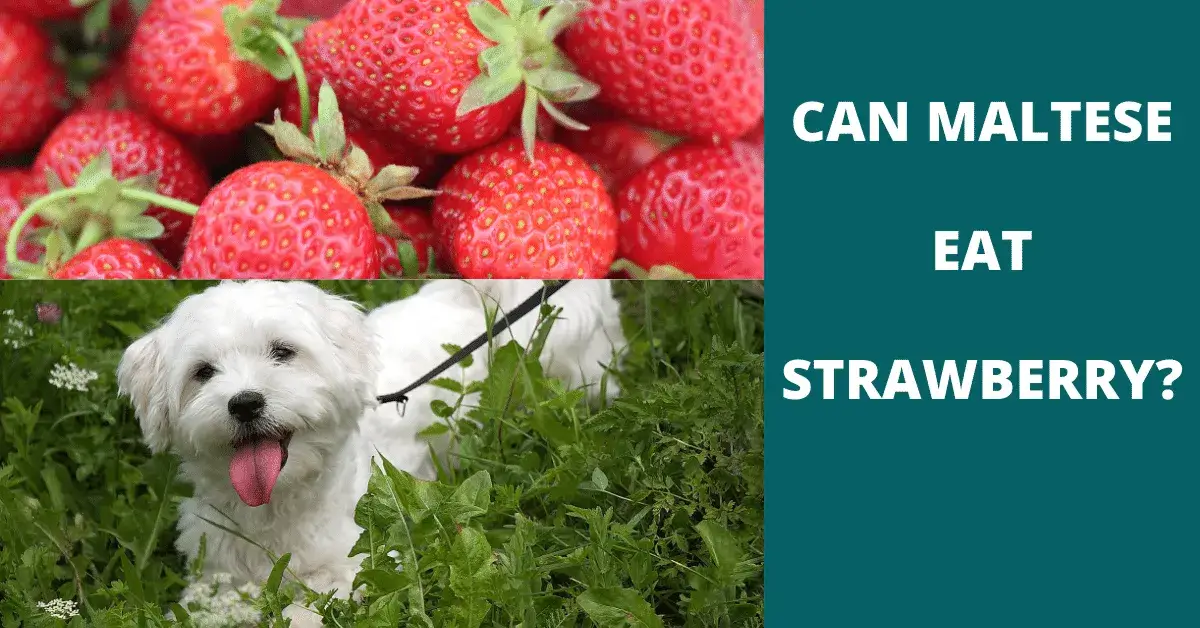 can maltese eat strawberry