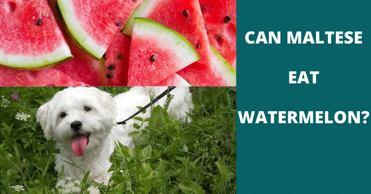 can maltese eat watermelon