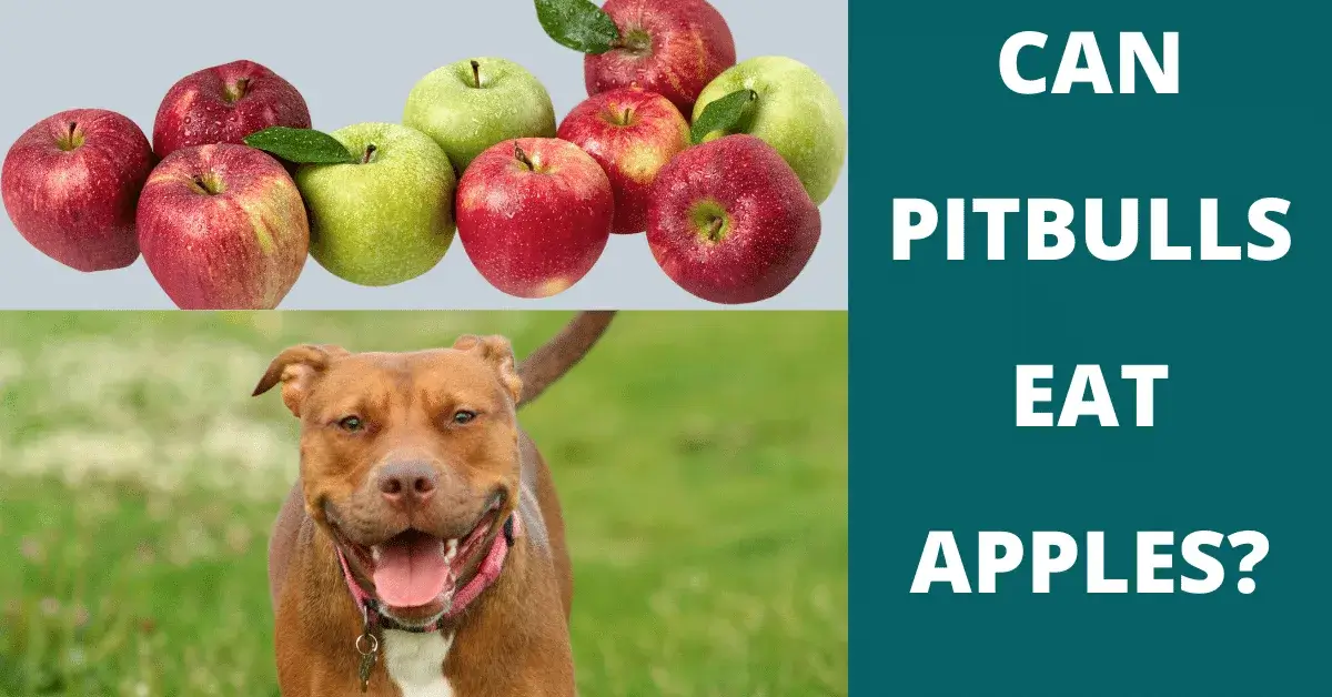 can pitbulls eat apples