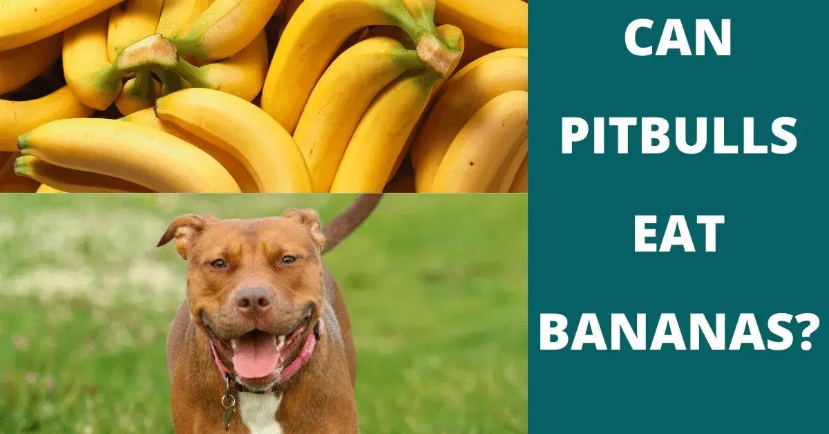 can pitbulls eat bananas