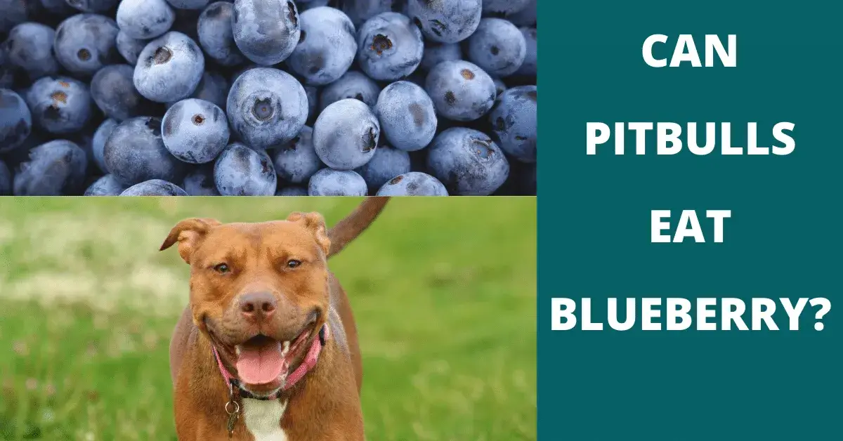 can pitbulls eat blueberry