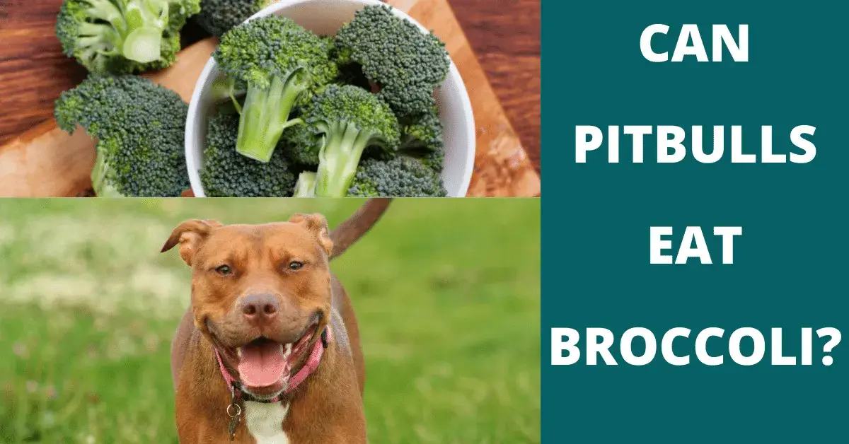 can pitbulls eat broccoli