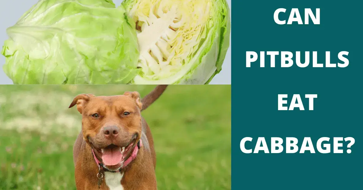 can pitbulls eat cabbage