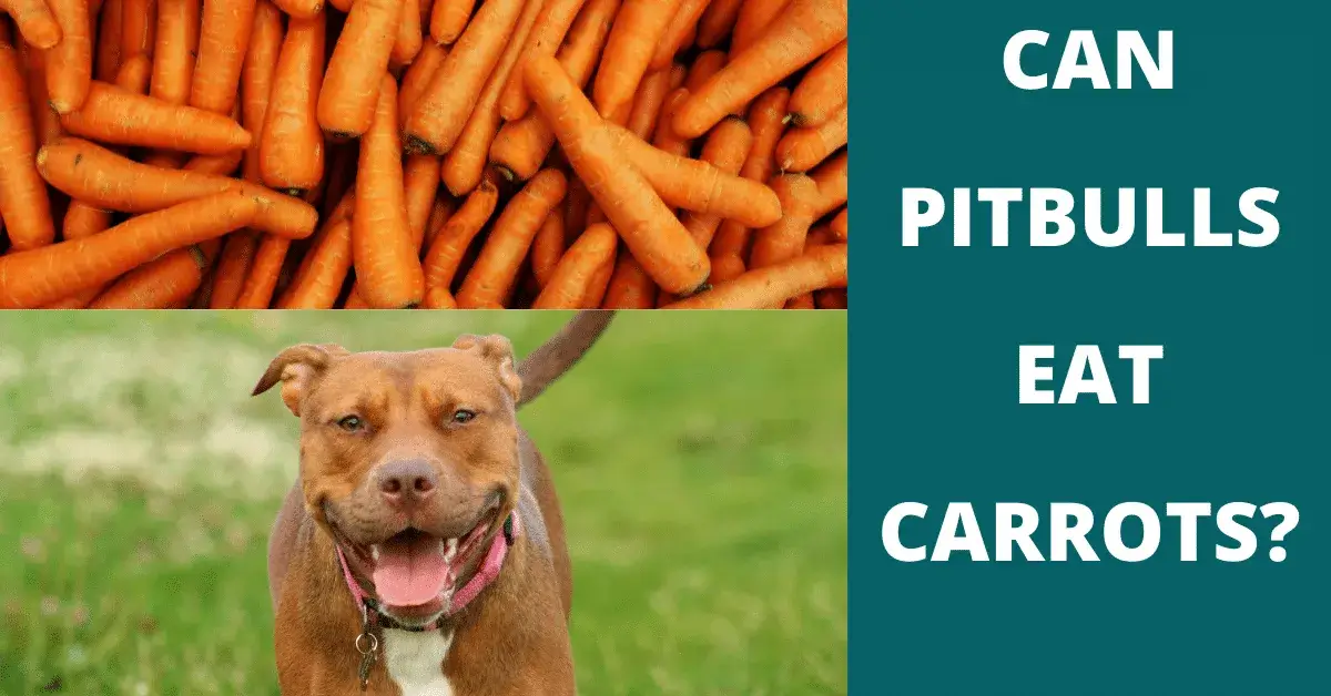 can pitbulls eat carrots