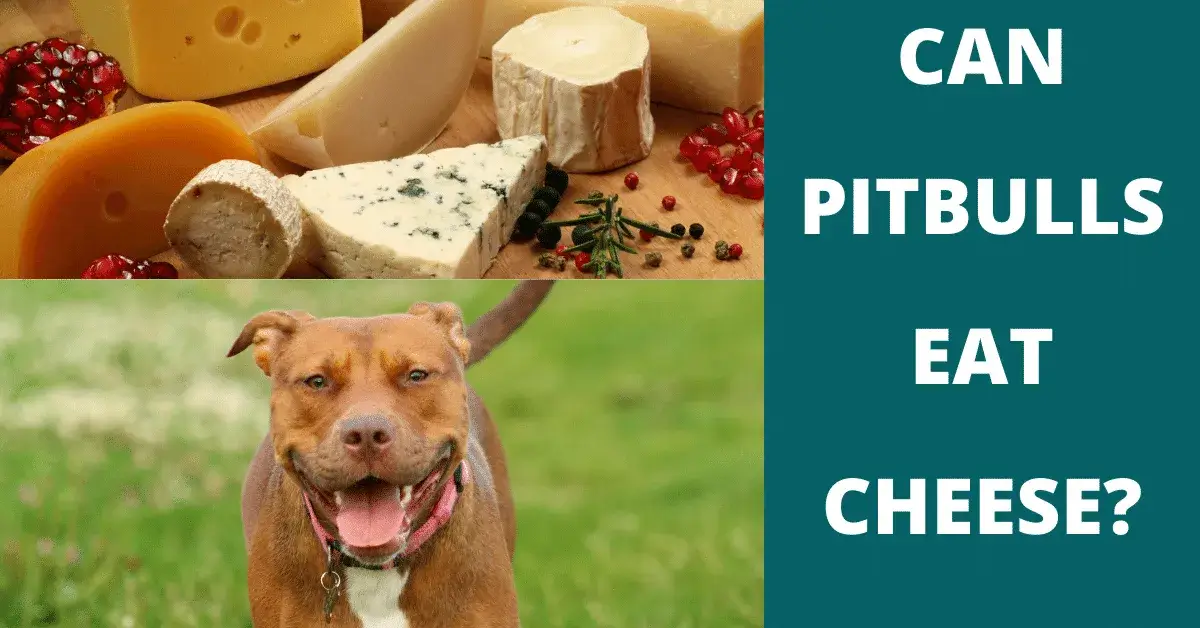 can pitbulls eat cheese