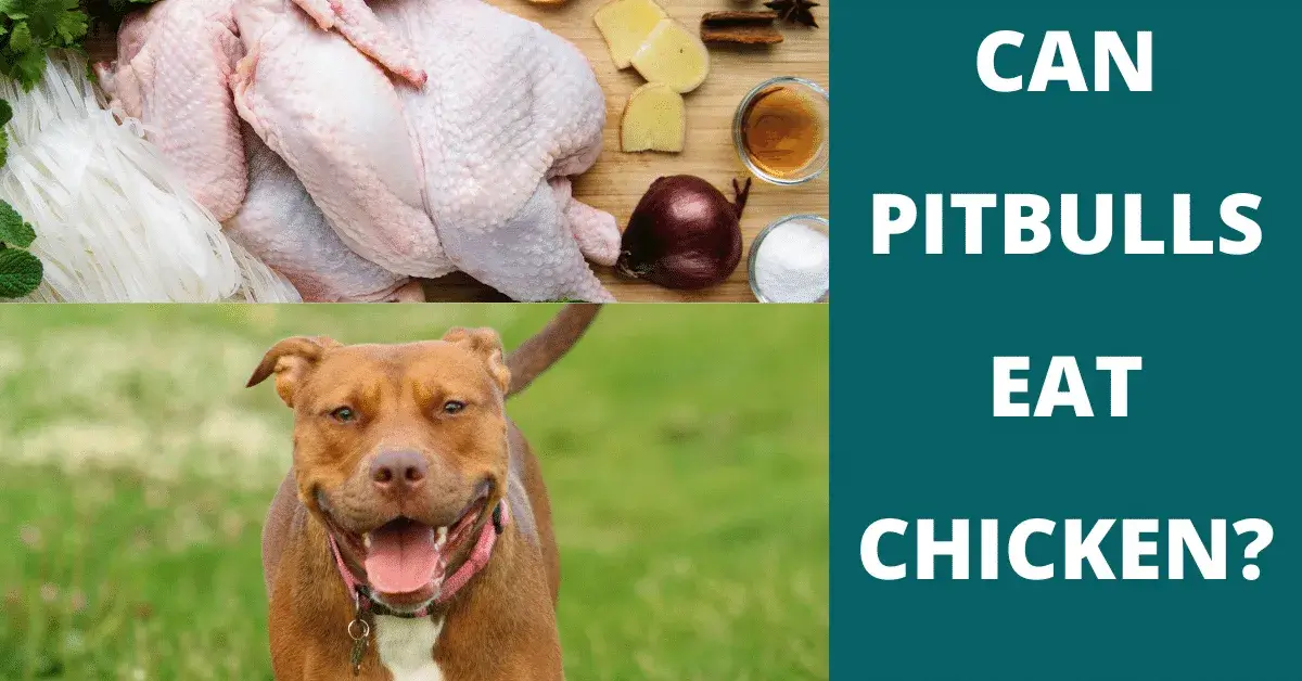 can pitbulls eat chicken