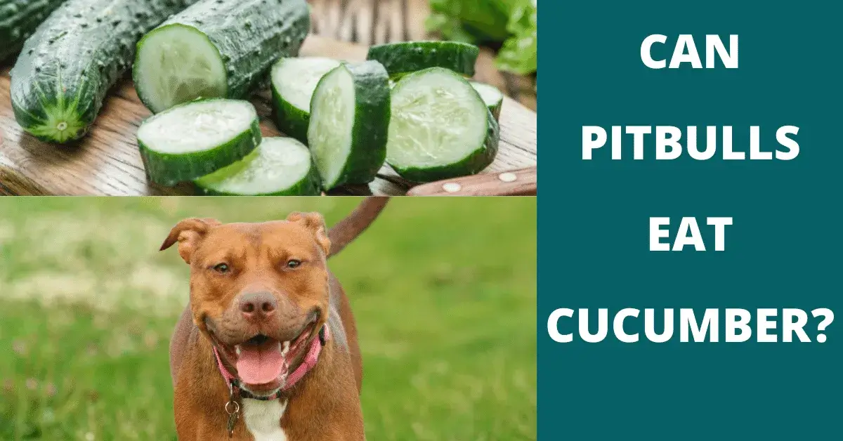 can pitbulls eat cucumber