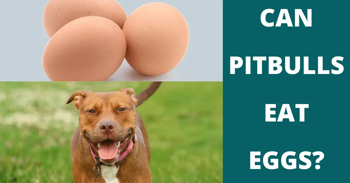 can pitbulls eat eggs