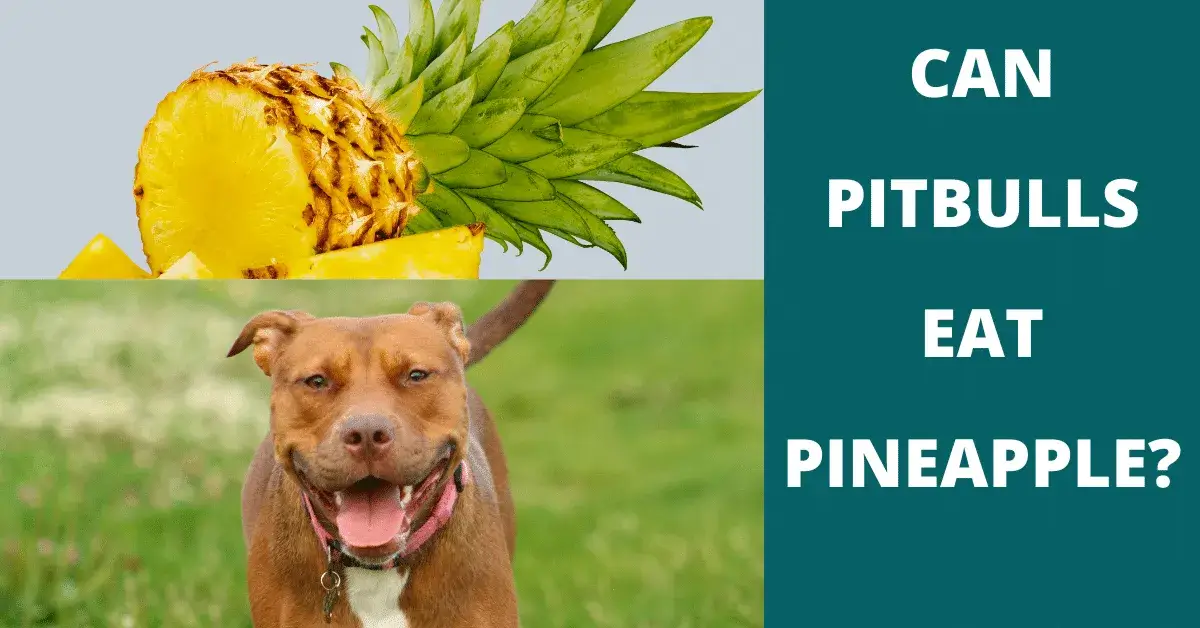 can pitbulls eat pineapple