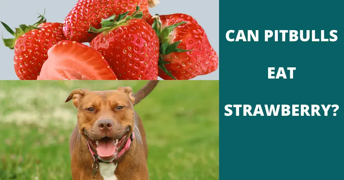 can pitbulls eat strawberry